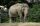 Asian Elephant