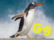 Gentoo Penguin