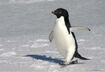 Adelie Penguin