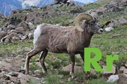 R is for Ram