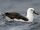 Yellow-Nosed Albatross