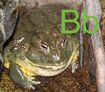 Bullfrog