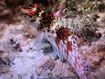 Dwarf Hawkfish