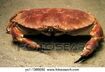 Edible Crab