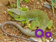 Ocellated Lizard