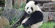 Giant Panda