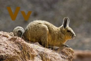 Viscacha