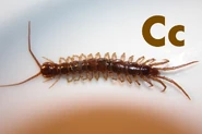 Centipede