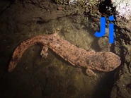 Japanese Giant Salamander