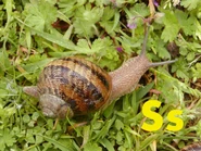 Snail