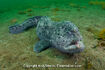 Wolf Eel