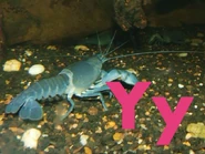 Y is for Yabby