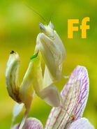Flower Mantis