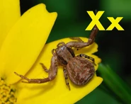 X is for Xysticus