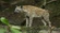 Spotted Hyena