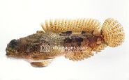 Oyster Toadfish