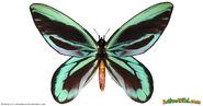 Queen Alexandra's Birdwing Butterfly