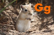 Gerbil