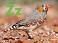 Z is for Zebra Finch