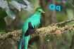 Quetzal