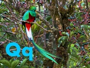 Quetzal