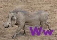 W is for Warthog