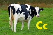 Cow