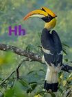 Hornbill