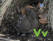Volcano Rabbit