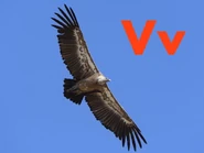 Vulture