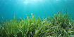 Seagrass