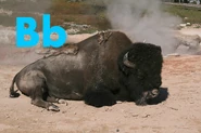 B is for Bison