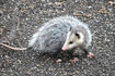 Opossum