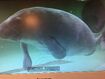 West Indian Manatee