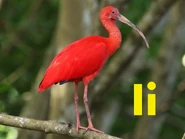 I is for Ibis