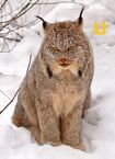 Lynx