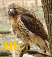Hawk