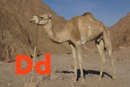 Dromedary