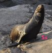 Sea Lion