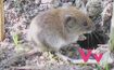 Vole