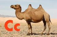Camel