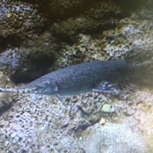 The Aquarium アトランタ ジョージア水族館 Alphabet Alphabet Wiki Fandom