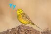 Yellowhammer