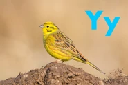 Yellowhammer
