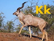 Kudu