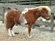 Shetland Pony