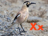 Xinjiang Ground Jay