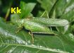 Katydid