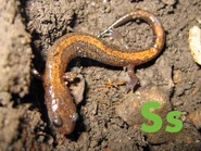Salamander