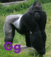 Gorilla
